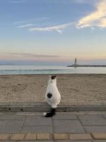 Cat on the beach looking at the lighthouse and the sea photo