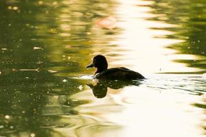 wild ducks on the lake near danube river in Germany photo