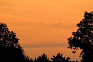 birds flying into sunset sky photo