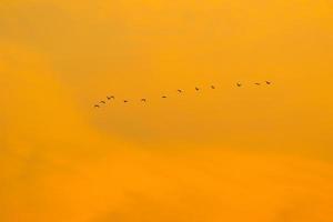 birds flying into sunset sky photo