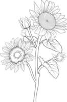 Sunflowes vector art, monochrome floral pattern. ink vector illustration hand drawn pencil sketch, branch of botanical collaction simplicity, artistic, coloring book for children and adults.