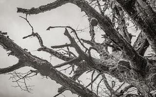 árbol muerto lleno de musgo hongos parque nacional de los lagos de plitvice. foto