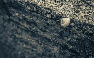 Small snail on the stone rock wall texture in Croatia. photo