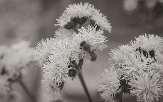 Bees love and fly on blue flowers in the garden. photo