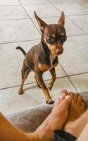 Russian toy terrier dog portrait looking playful and cute Mexico. photo