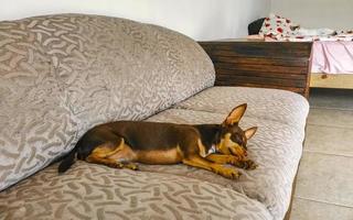 Russian toy terrier dog portrait while tired and sleeps Mexico. photo