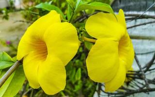 Yellow beautiful tropical flowers and plants in Mexico. photo