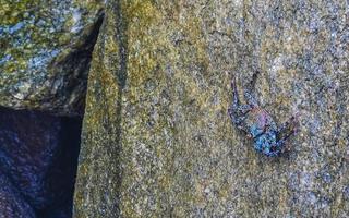 Black crab crabs on cliffs stones rocks Puerto Escondido Mexico. photo