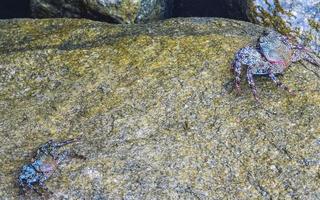 Black crab crabs on cliffs stones rocks Puerto Escondido Mexico. photo