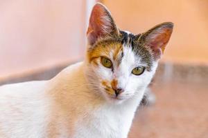 Mexican white cat portrait looking lovely and cute in Mexico. photo
