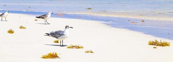gaviota gaviotas caminando sobre la arena de la playa playa del carmen mexico. foto