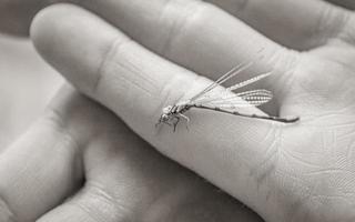 Small motionless green dragonfly lies in the hands Plitvice Croatia. photo