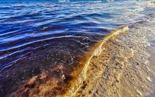 Beautiful Caribbean beach totally filthy dirty nasty seaweed problem Mexico. photo