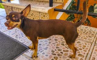 Russian toy terrier dog portrait looking playful and cute Mexico. photo