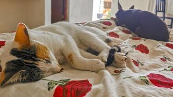 White cat and brown dog rest sleep on sofa couch. photo