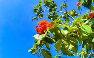 kou cordia subcordata árbol en flor con flores naranjas en méxico. foto