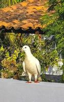 White dove bird sitting on balcony railing terrace Mexico. photo