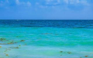 Tropical Caribbean beach water seaweed sargazo Playa del Carmen Mexico. photo
