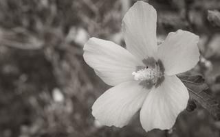 purple violet and pink hibiscus flower with natural background Croatia. photo