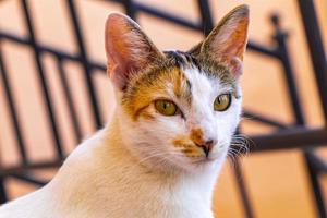 Retrato de gato blanco mexicano con aspecto encantador y lindo en México.