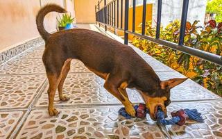 Russian toy terrier dog portrait looking playful and cute Mexico. photo