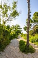 Caribbean beach plants palm trees in jungle forest nature Mexico. photo