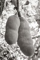 Jackfruit growing on jack tree in Rio de Janeiro Brazil. photo