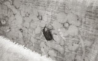 Large green shiny rose beetle on towels landed Croatia. photo