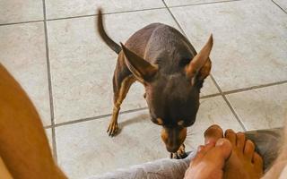 Russian toy terrier dog portrait looking playful and cute Mexico. photo