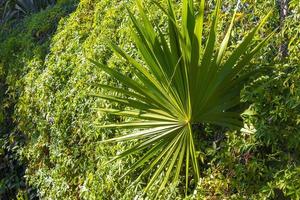 Caribbean beach plants palm trees in jungle forest nature Mexico. photo