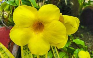 Yellow beautiful tropical flowers and plants in Mexico. photo