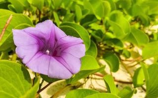 Pink purple morning glory Goats foot creeping beach flower Mexico. photo