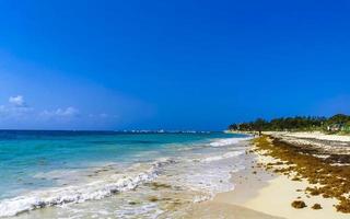 Tropical Caribbean beach water seaweed sargazo Playa del Carmen Mexico. photo