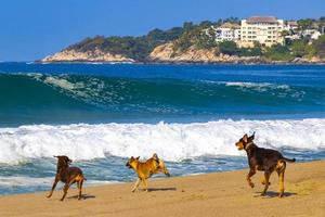 Dogs are playing in water with waves Puerto Escondido Mexico. photo