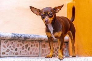 Russian toy terrier dog portrait looking playful and cute Mexico. photo