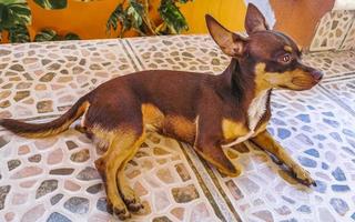 Russian toy terrier dog portrait while relaxing on terrace Mexico. photo