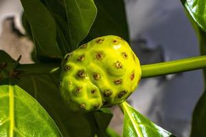 Noni fruit Morinda citrifolia with flowers popular with ants Mexico. photo