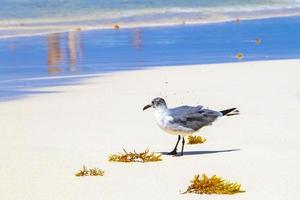 Seagull Seagulls walking on beach sand Playa del Carmen Mexico. photo
