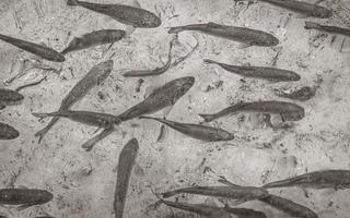 Plitvice Lakes National Park fish underwater in clear water Croatia. photo