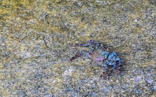 Black crab crabs on cliffs stones rocks Puerto Escondido Mexico. photo