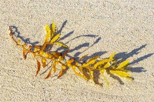 Fresh seaweed sargazo beach Punta Esmeralda Playa del Carmen Mexico. photo