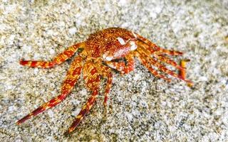 Dead red crab crabs on cliffs rocks Puerto Escondido Mexico. photo