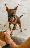 Russian toy terrier dog portrait looking playful and cute Mexico. photo