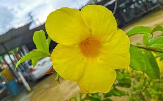 Yellow beautiful tropical flowers and plants in Mexico. photo