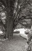 viejo gran árbol cubierto de hiedra parque nacional de los lagos de Plitvice.