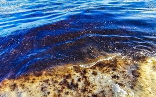 hermosa playa caribeña totalmente sucia sucio asqueroso problema de algas mexico. foto