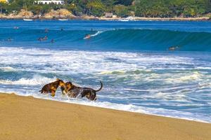 Dogs are playing in water with waves Puerto Escondido Mexico. photo