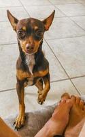 Russian toy terrier dog portrait looking playful and cute Mexico. photo