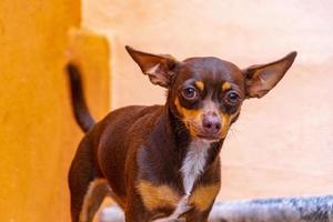 Russian toy terrier dog portrait looking playful and cute Mexico. photo