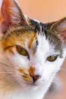 Mexican white cat portrait looking lovely and cute in Mexico. photo